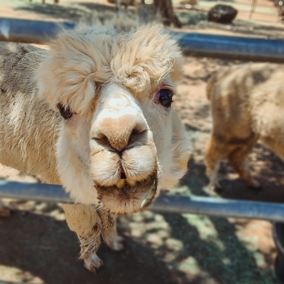 Meet your Posher, Starr - Picture 1 of 6